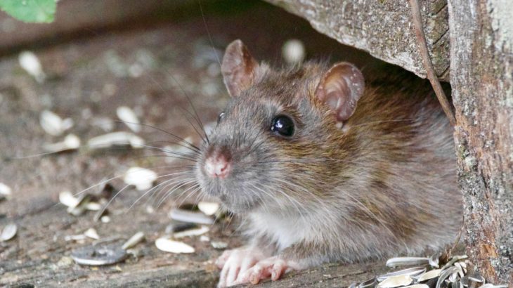 Venenos Caseiros para Ratos: Quais São e Como Fazer?