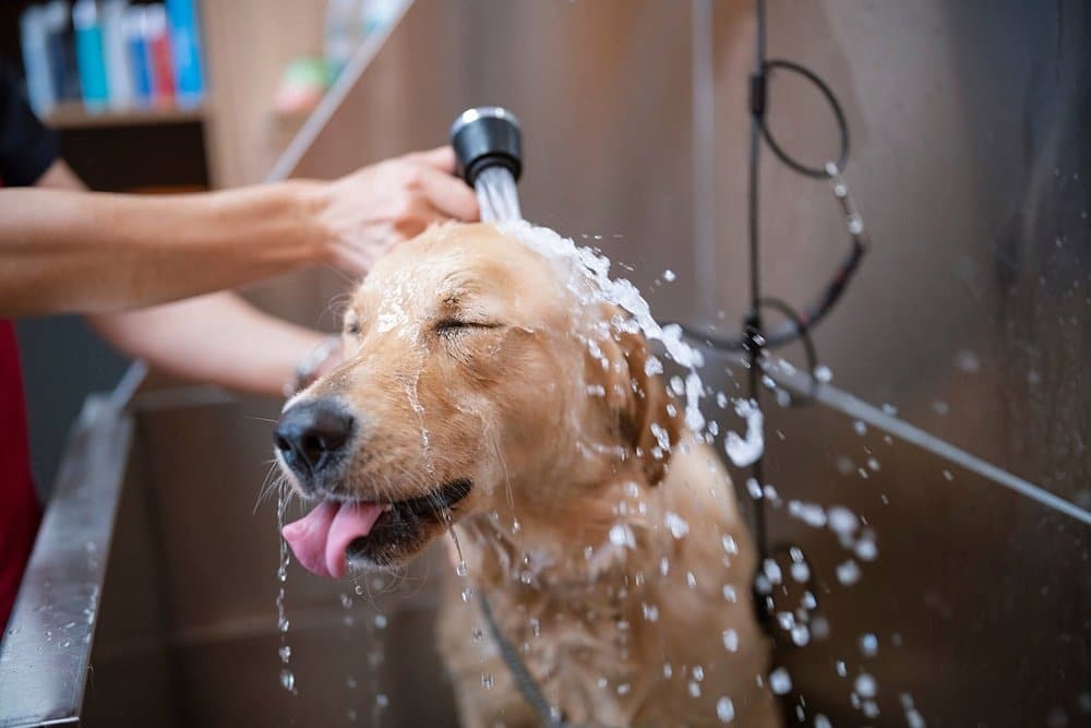 Como Evitar Entupimento de Ralo Dando Banho em Cachorro